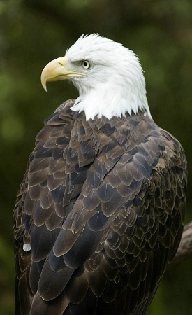 Eagle Look