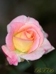 MORNING Rose