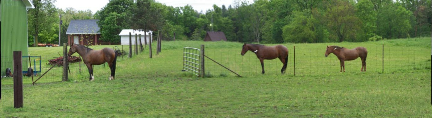 Panoramic of horses in the rain