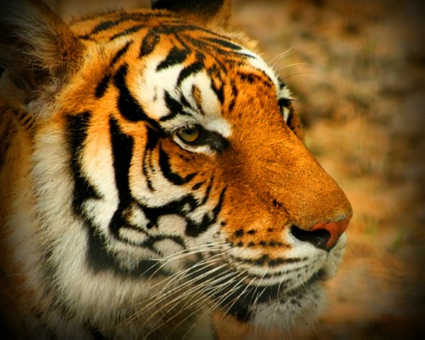 Bengal Tiger