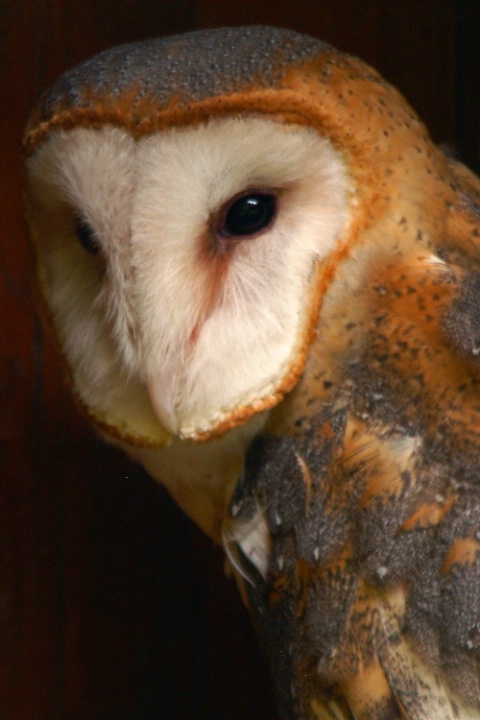 Pensive barn owl