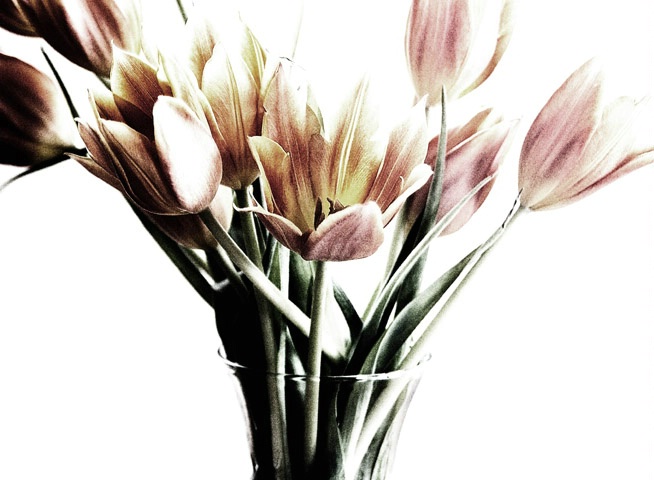 bouquet of tulips~