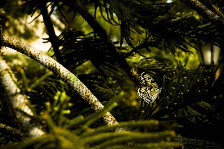 Lady in the Woods