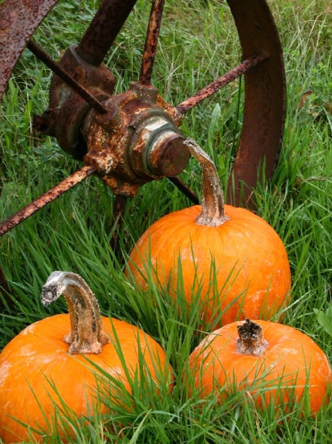 Prize Pumpkins - ID: 2291018 © Stanley Singer