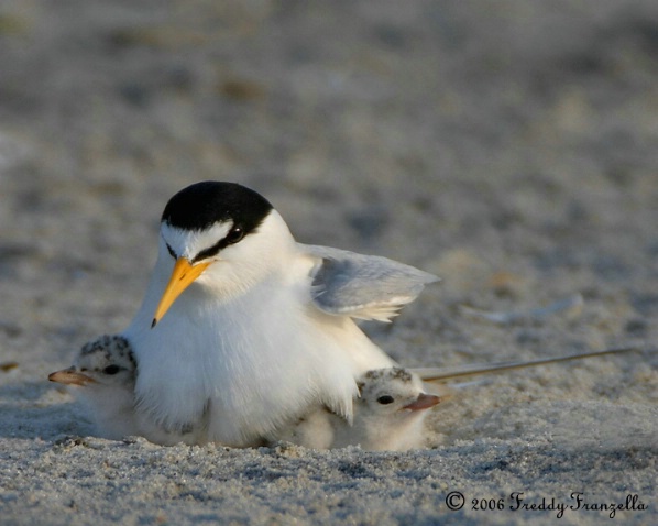 2 Day  Old Tern Chicks