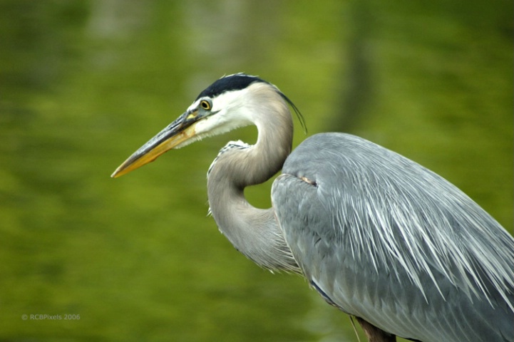 Great Heron