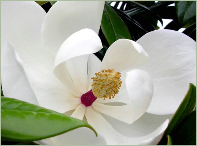 Essence of Magnolia