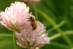Bee Series II
