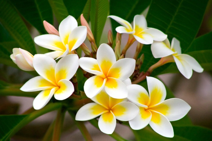 Frangipani