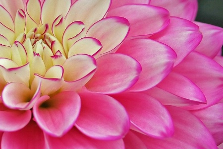 maura's dahlia