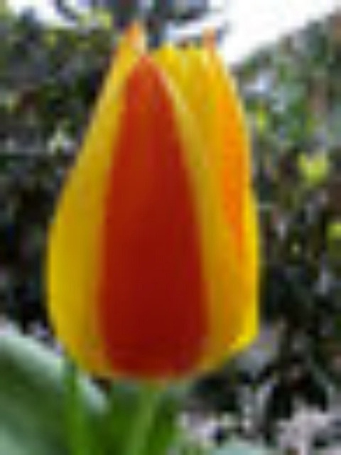 Tulip