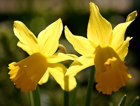 Daffodils