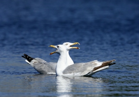 The song of gulls