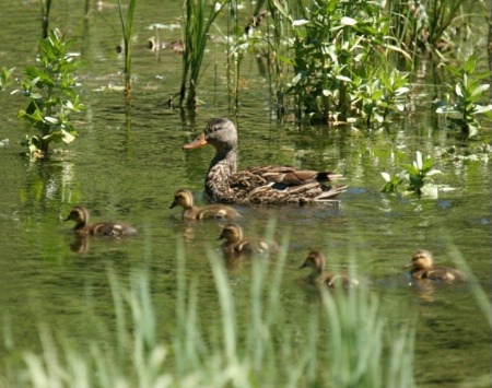 mother duck and ducklettes in marshland