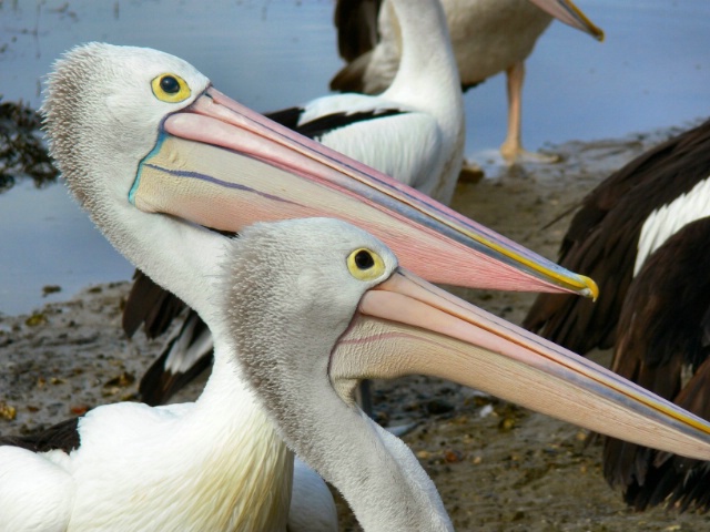 Pelican beaks!