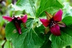 Red Trillium