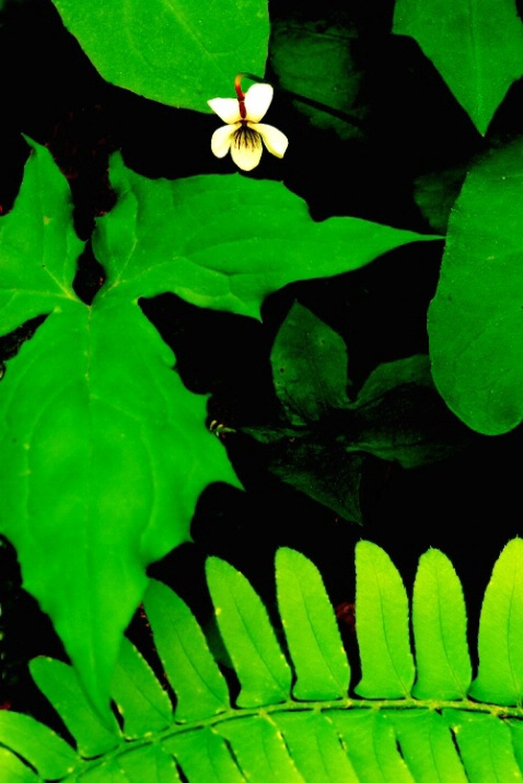 Tiny Bloom - ID: 2304106 © Stanley Singer