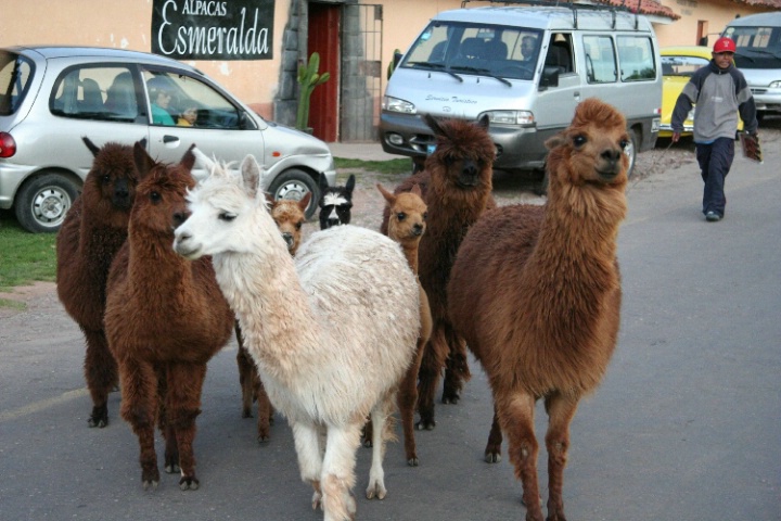 Alpaca Troop