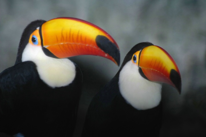 two toucans - ID: 2305755 © Michael Cenci