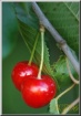 CHERRIES Time