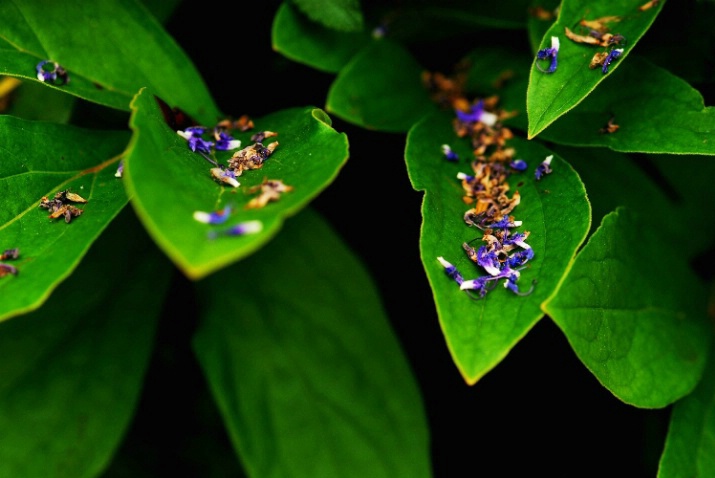 Leafy Leftovers - ID: 2308155 © Stanley Singer