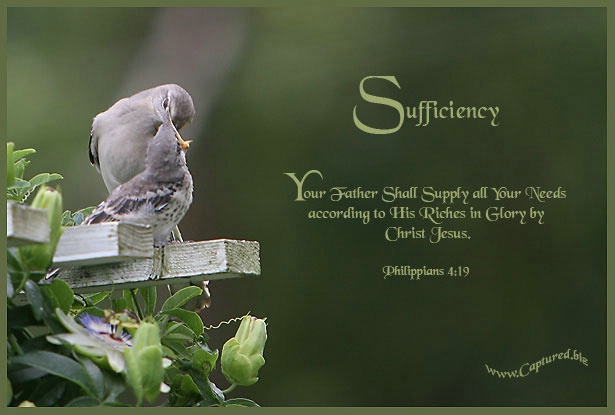 Mocking Bird feeding young with scripture