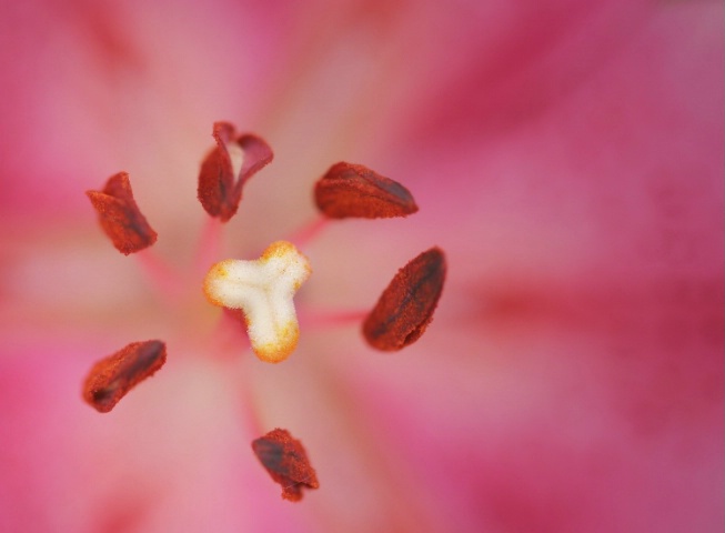 Heart of Pink Lily