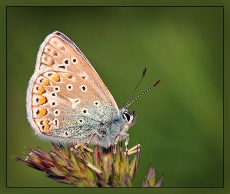 Polyommatus icarus II