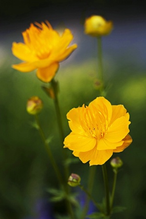 Ledebourn Globeflower