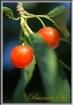 CHERRY Love