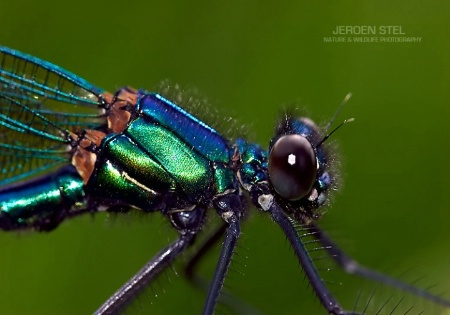 Banded Demoiselle-Calopteryx splendens (Male)