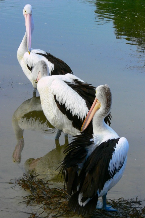 Reflective trio!