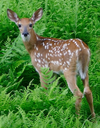 Forest Fawn