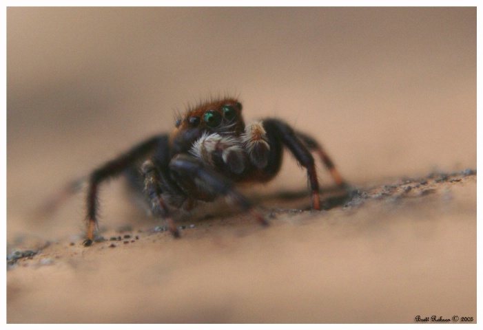 Petite araignée mignonne