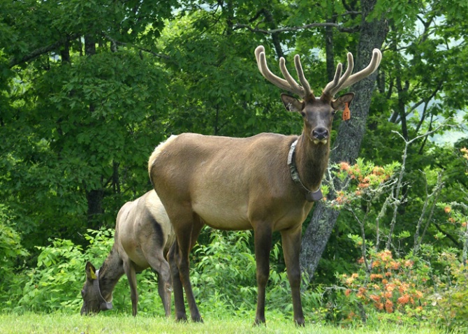 Elks, #67 and 15, Balsam Mt. Rd, NC - ID: 2313510 © george w. sharpton