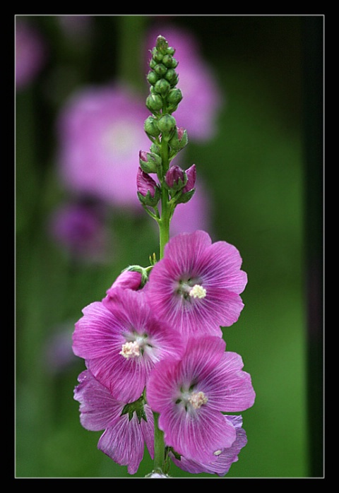 Purple Flowers