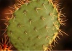 Cacti at Sunset
