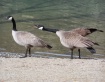 Geese On The Beac...