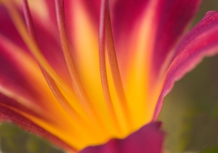 Flower Feathers