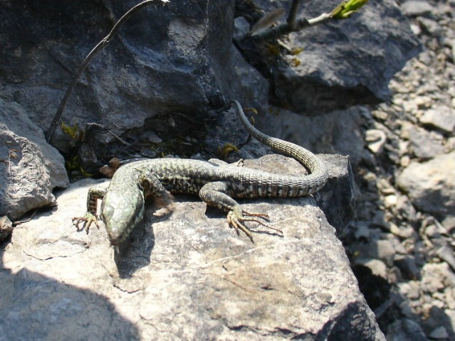 Lézard