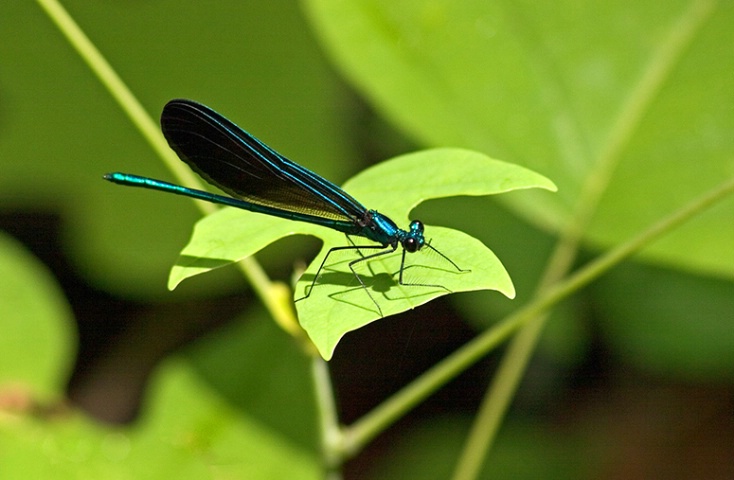 Damselfly