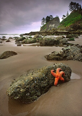 Starfish on Rock