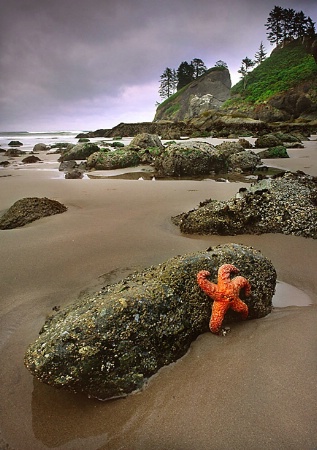 Starfish on Rock