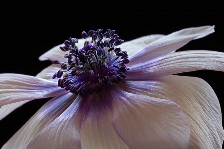 anemone, white, flower, macro