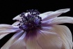 anemone, white, f...