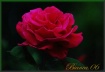 ROSE for YOU