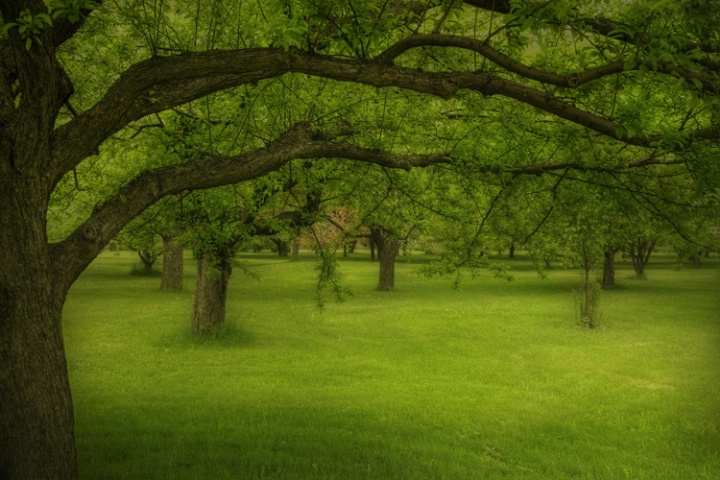 Under the canopy