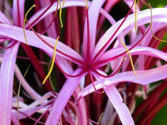 Starfish Flower