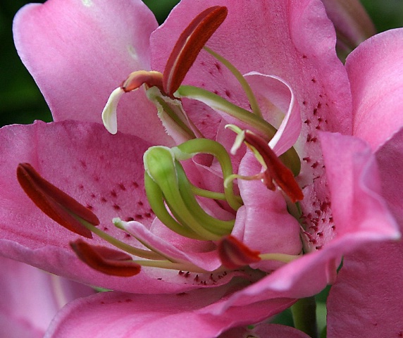 Pink Lily Macro