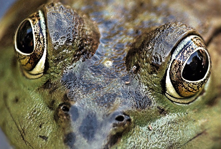 Frog Eyes